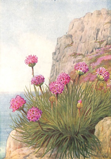 Thrift Plant Postcard