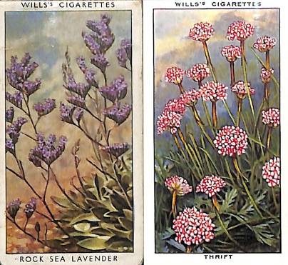 Wills's Cigarettes Thrift Plant Ad